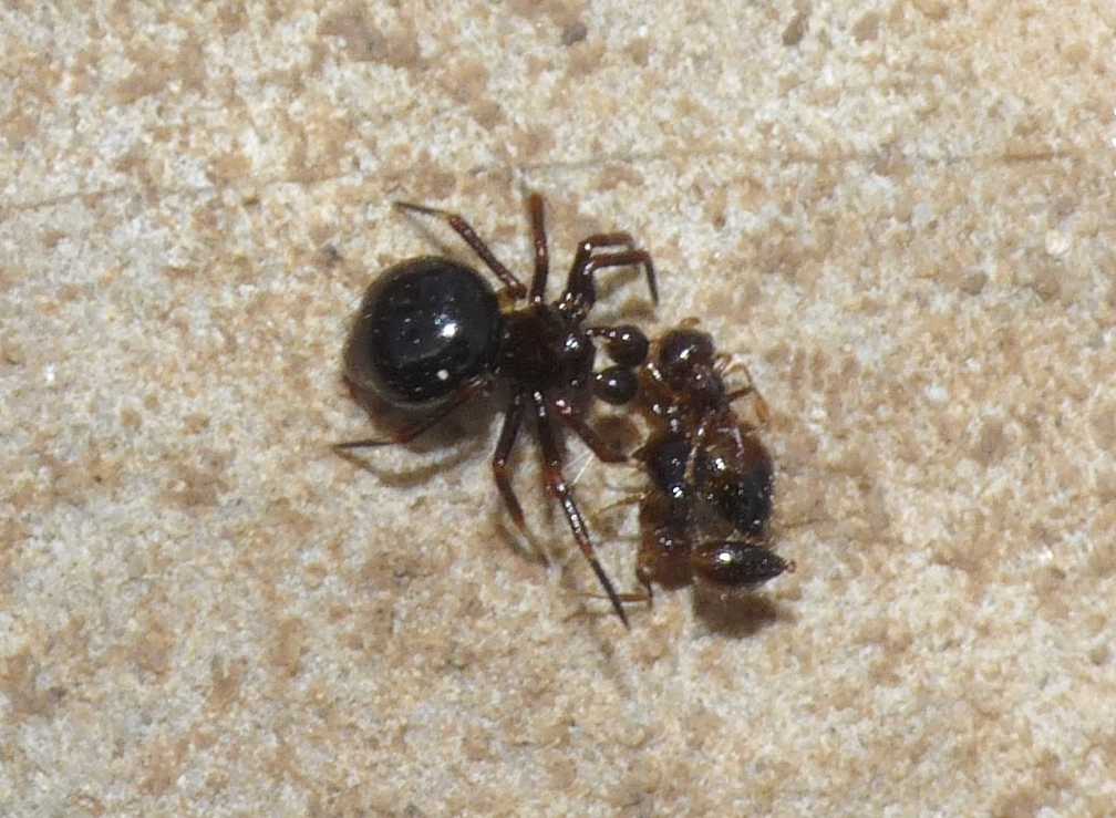 L''Euryopis fa i bagagli